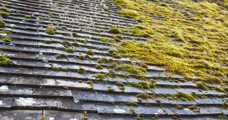 Roof Moss Removal in Vancouver, WA